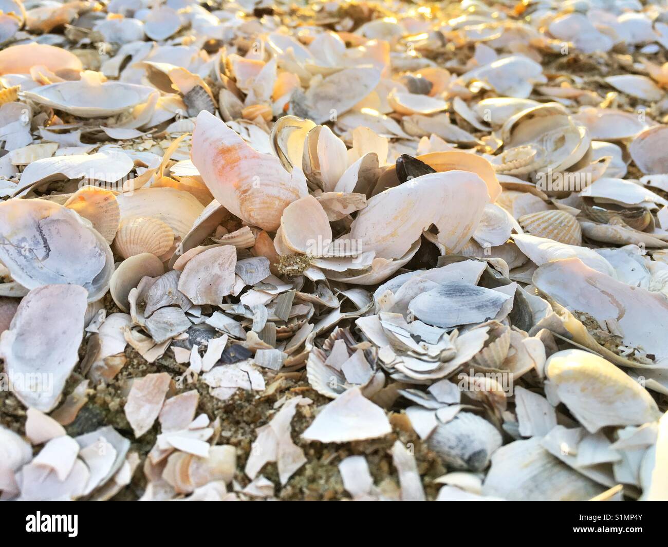 Conchas de Mar en una playa blanca Foto de stock