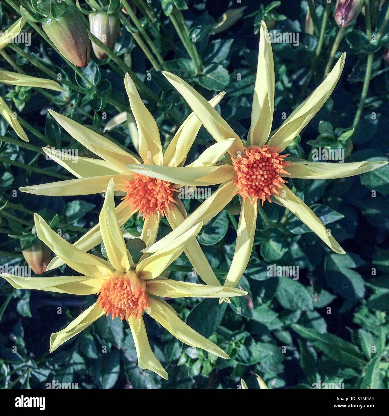 Dalias inusual en Walmer Castle Gardens Foto de stock