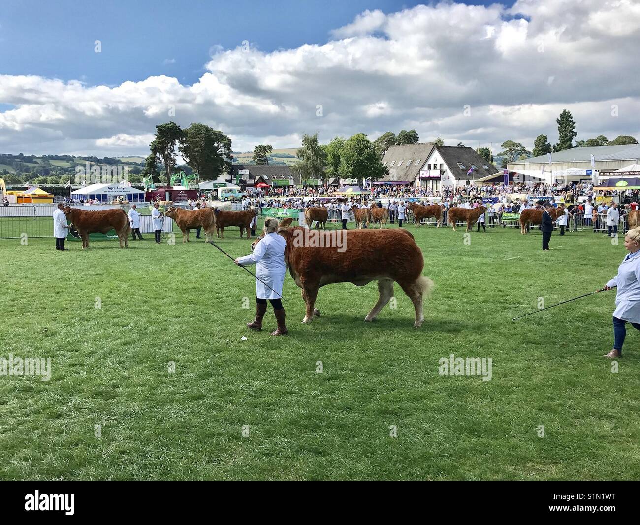 Un toro es conducido alrededor del anillo de juzgar en el Royal Welsh Show 2017 Foto de stock