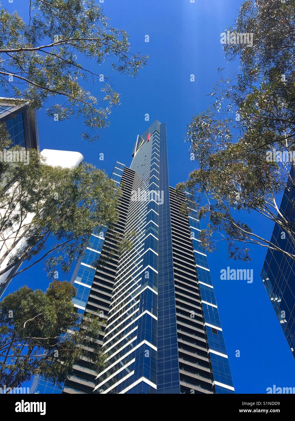 Torre Eureka de Melbourne con árboles de eucalipto de Australia Foto de stock