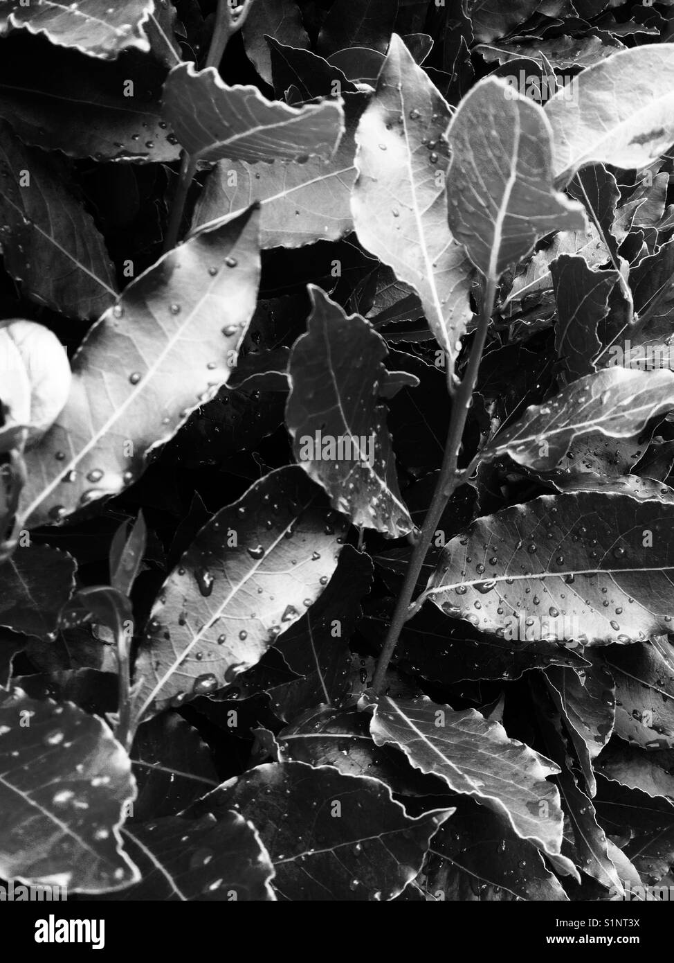 Las hojas de laurel. imagen en blanco y negro Fotografía de stock Alamy