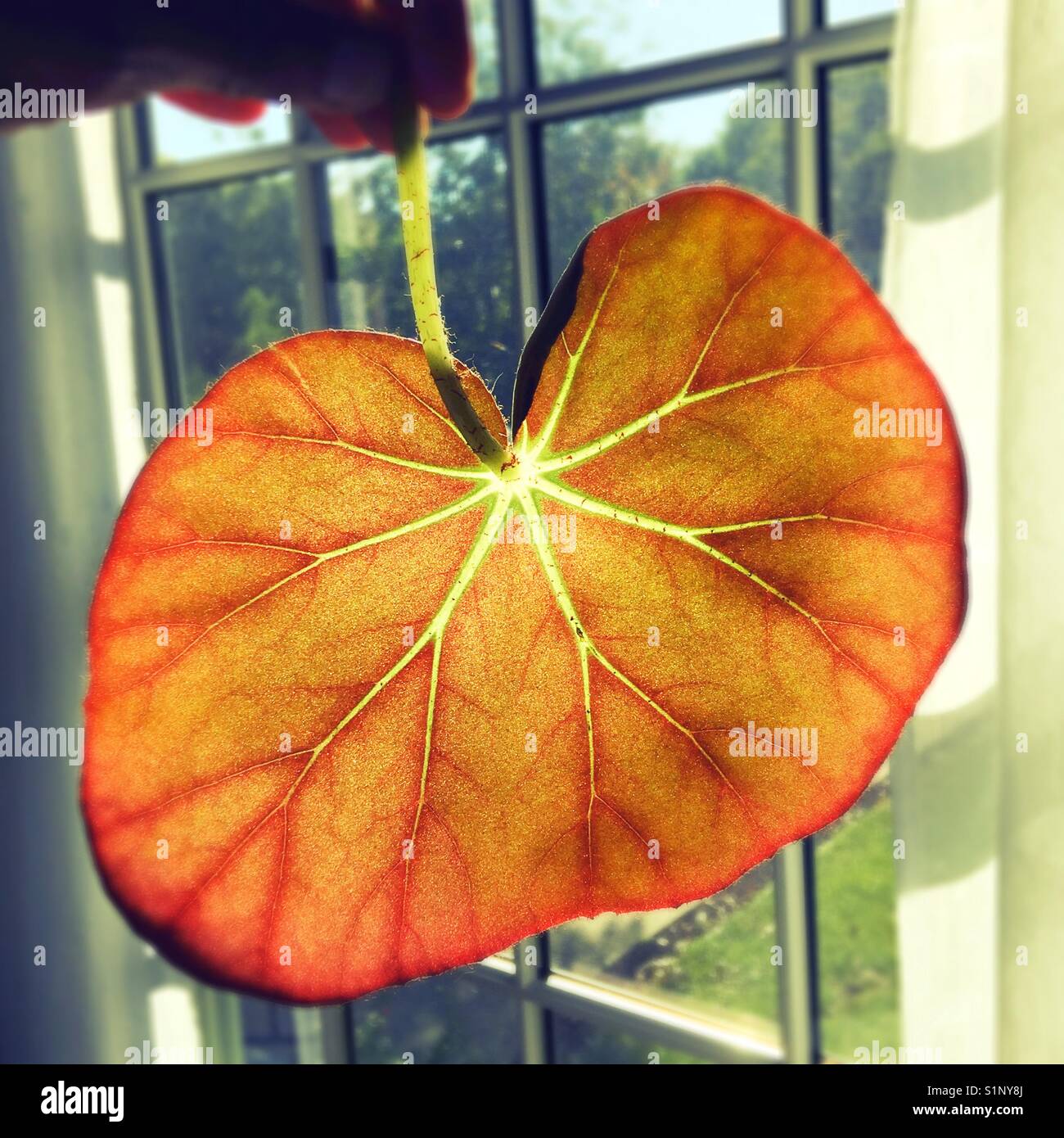 Luz brilla a través de la begonia hoja que parece un corazón con venas  Fotografía de stock - Alamy