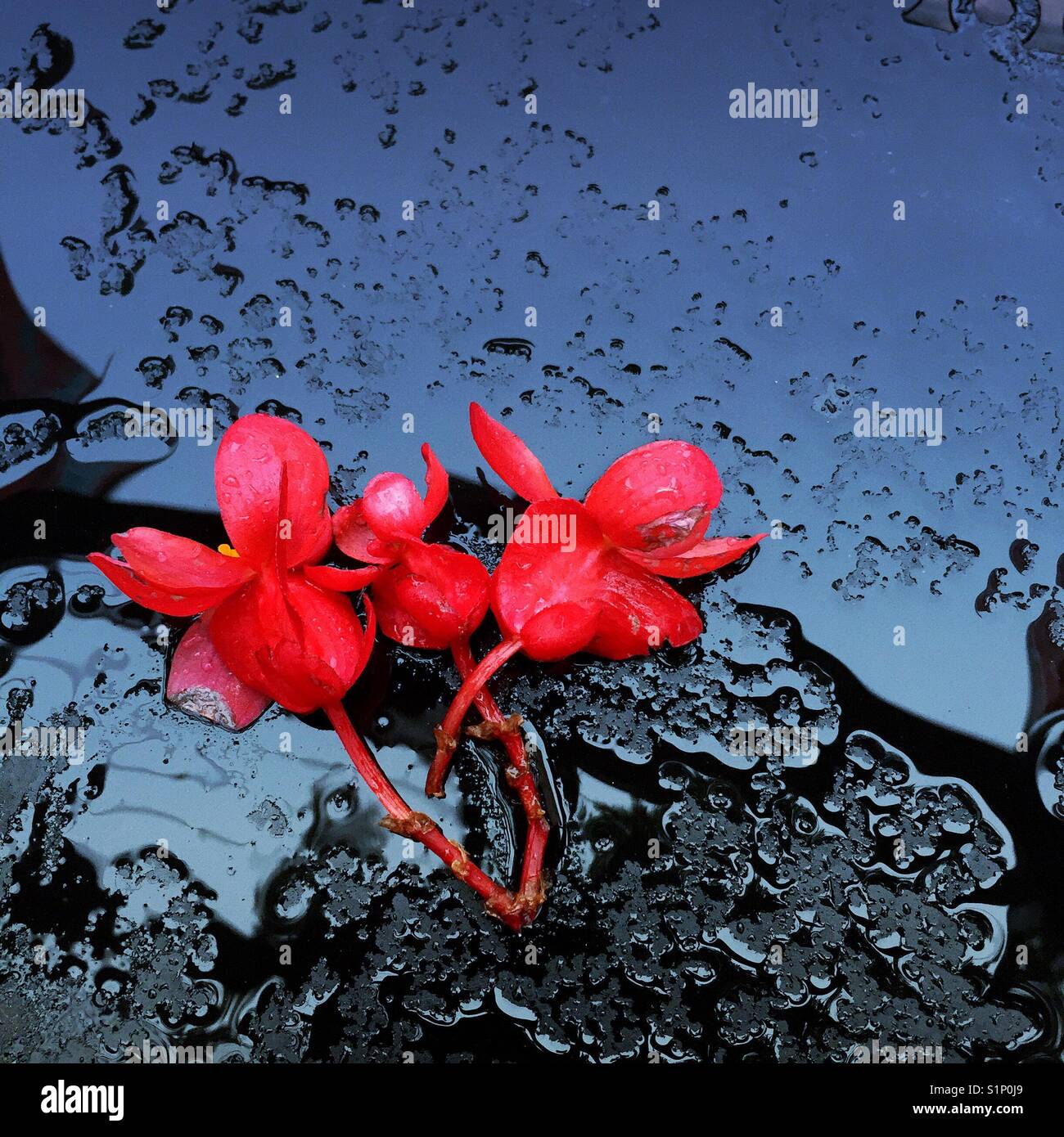 Las flores rojas yacía sobre un tablero negro empapado en la lluvia Foto de stock