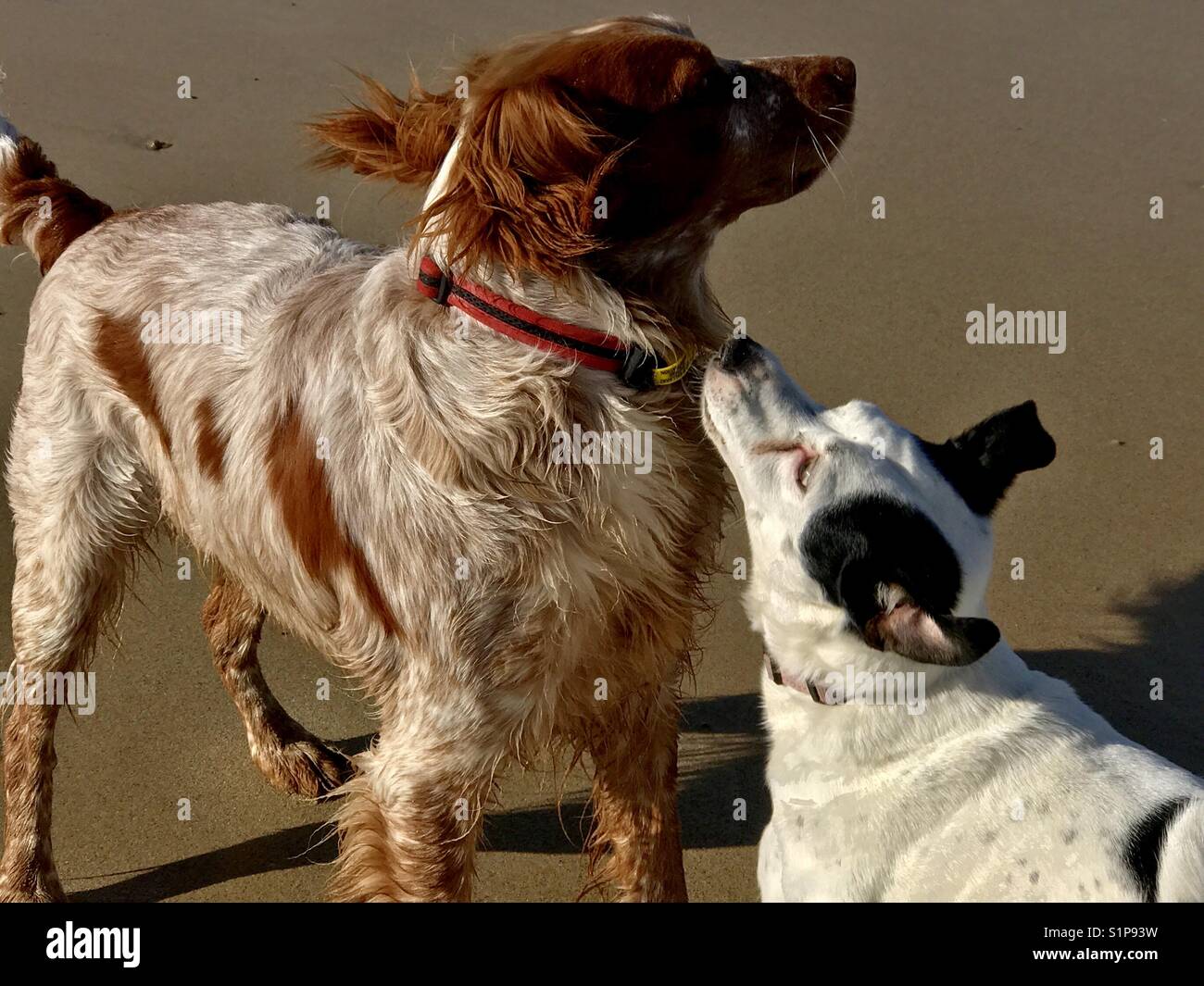 amor de cachorro Foto de stock