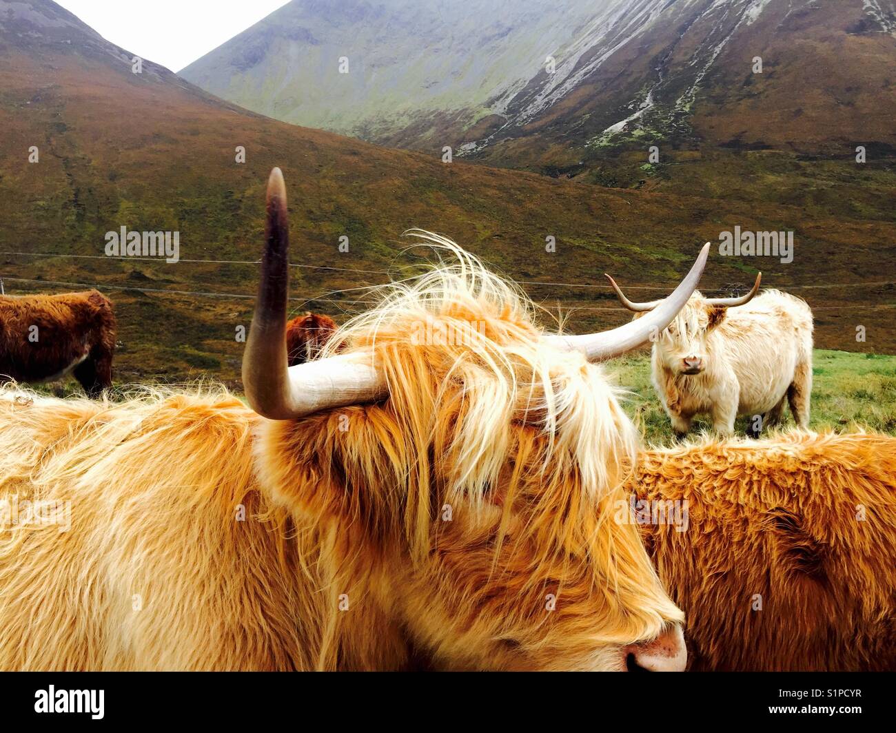 Highland vacas en Skye Foto de stock