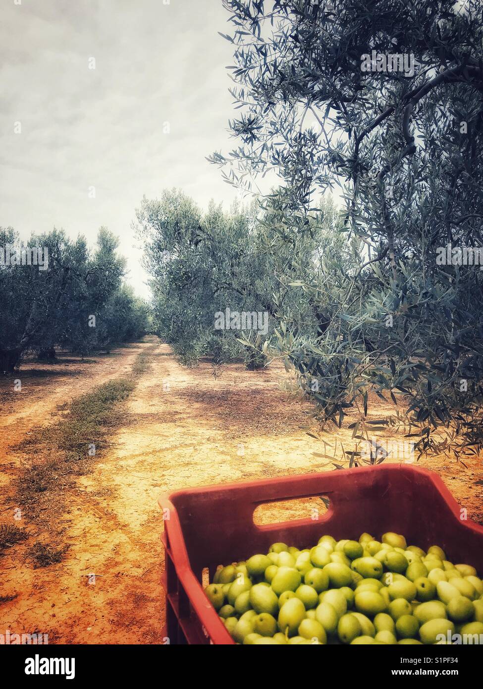 Aceitunas verdes recolectadas en un olivar en Grecia Foto de stock