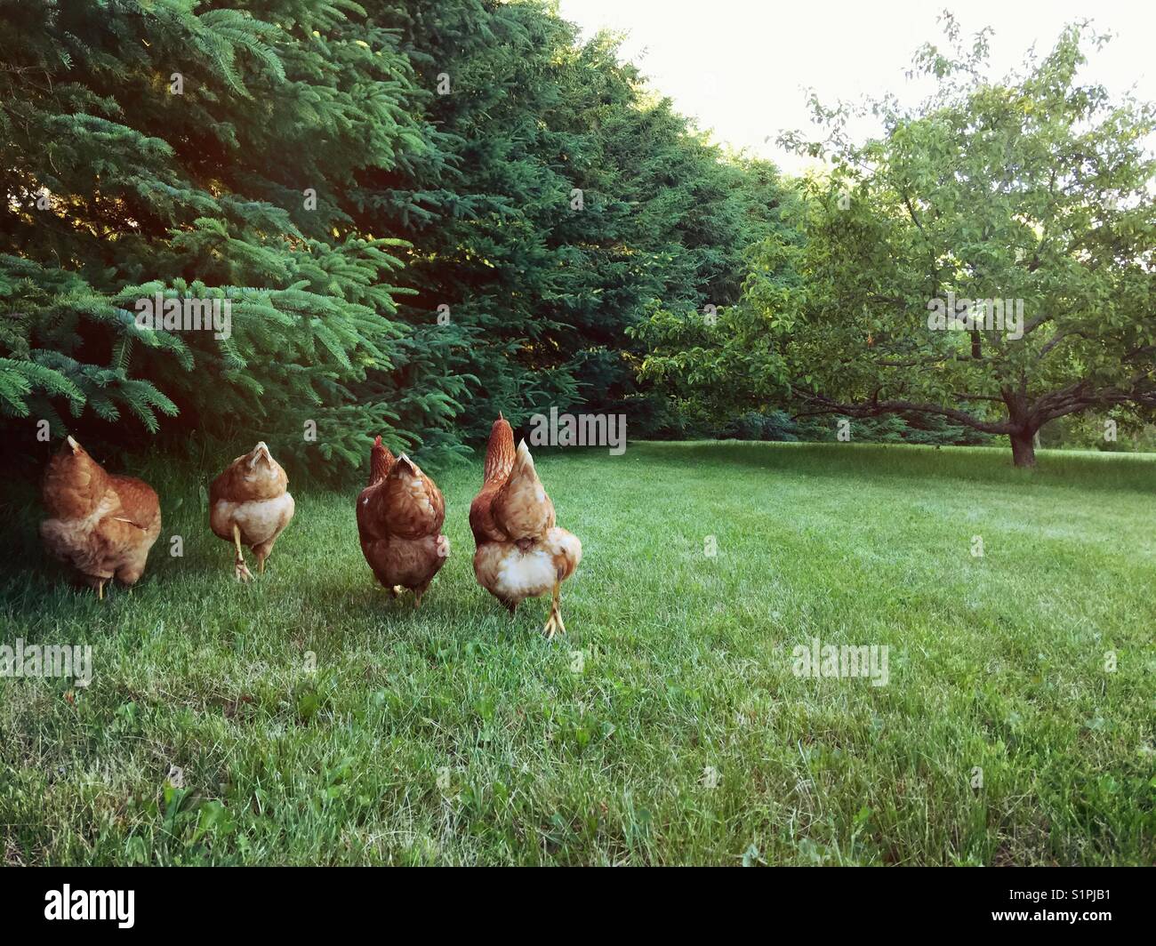 Free-run de traspatio pollos paseando y forrajeando en la hierba. Foto de stock