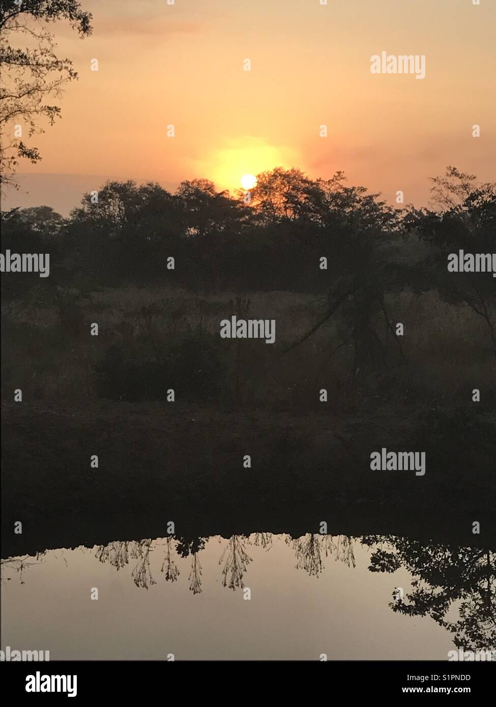 Sabana arbolada sunrise Foto de stock