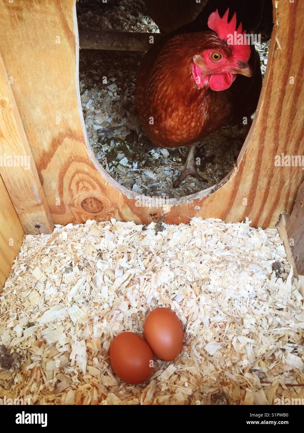 Brown dos huevos en una caja nido con Rhode Island Red mirando en pollo. Foto de stock