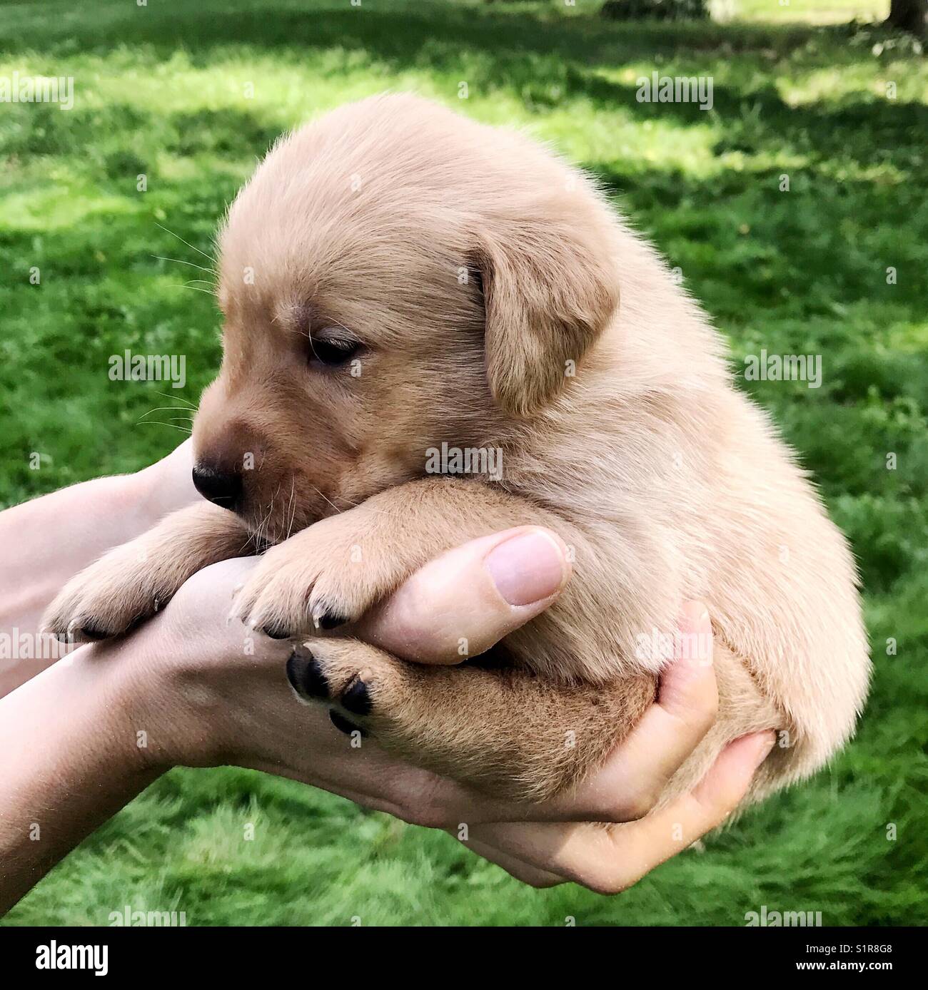 Manos Sosteniendo Un Bebe Cachorro Golden Retriever Fotografia De Stock Alamy