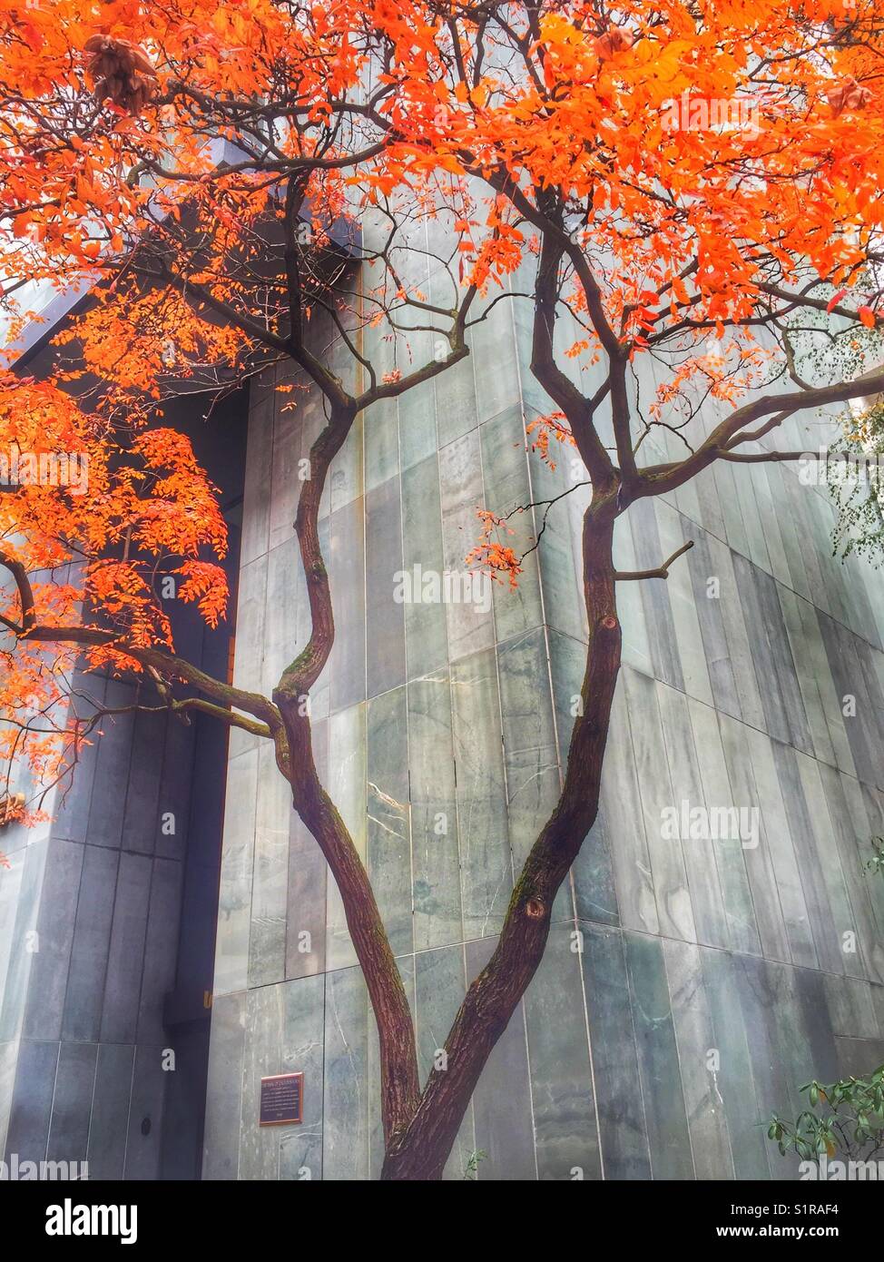 Colores de otoño en Portland, Oregon. Naranja brillante follaje de otoño complementa el matiz verdoso de pizarra de color gris claro en el año 1969 icono de Portland, Union Bank Tower (antiguamente Bank de California Building) Foto de stock