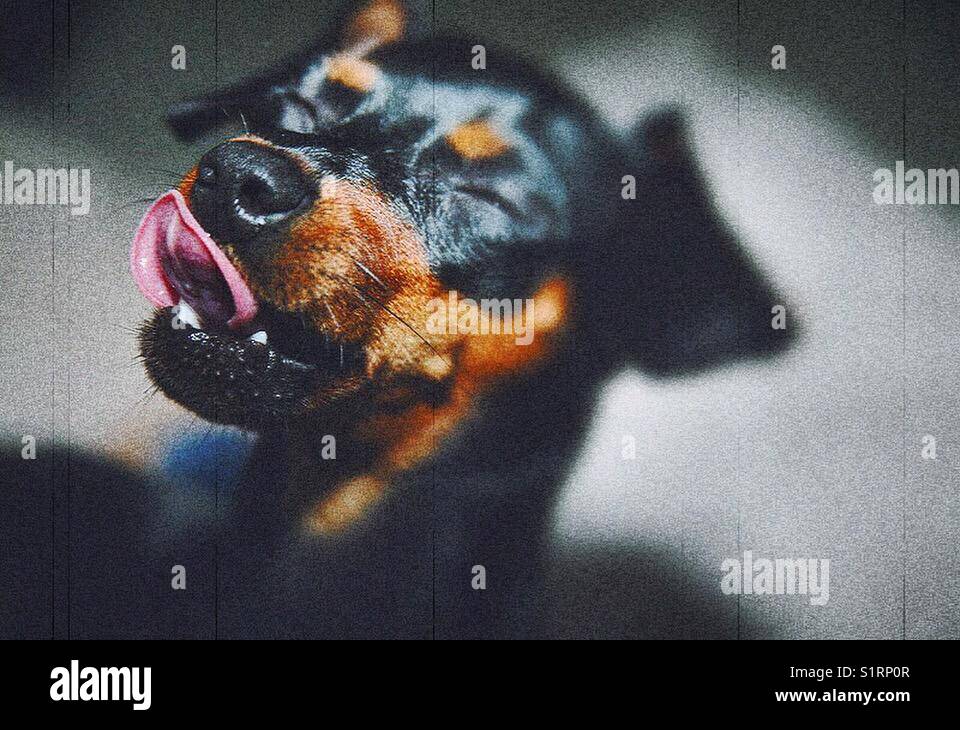 Rottweiler Juego de 5 mini rodillos