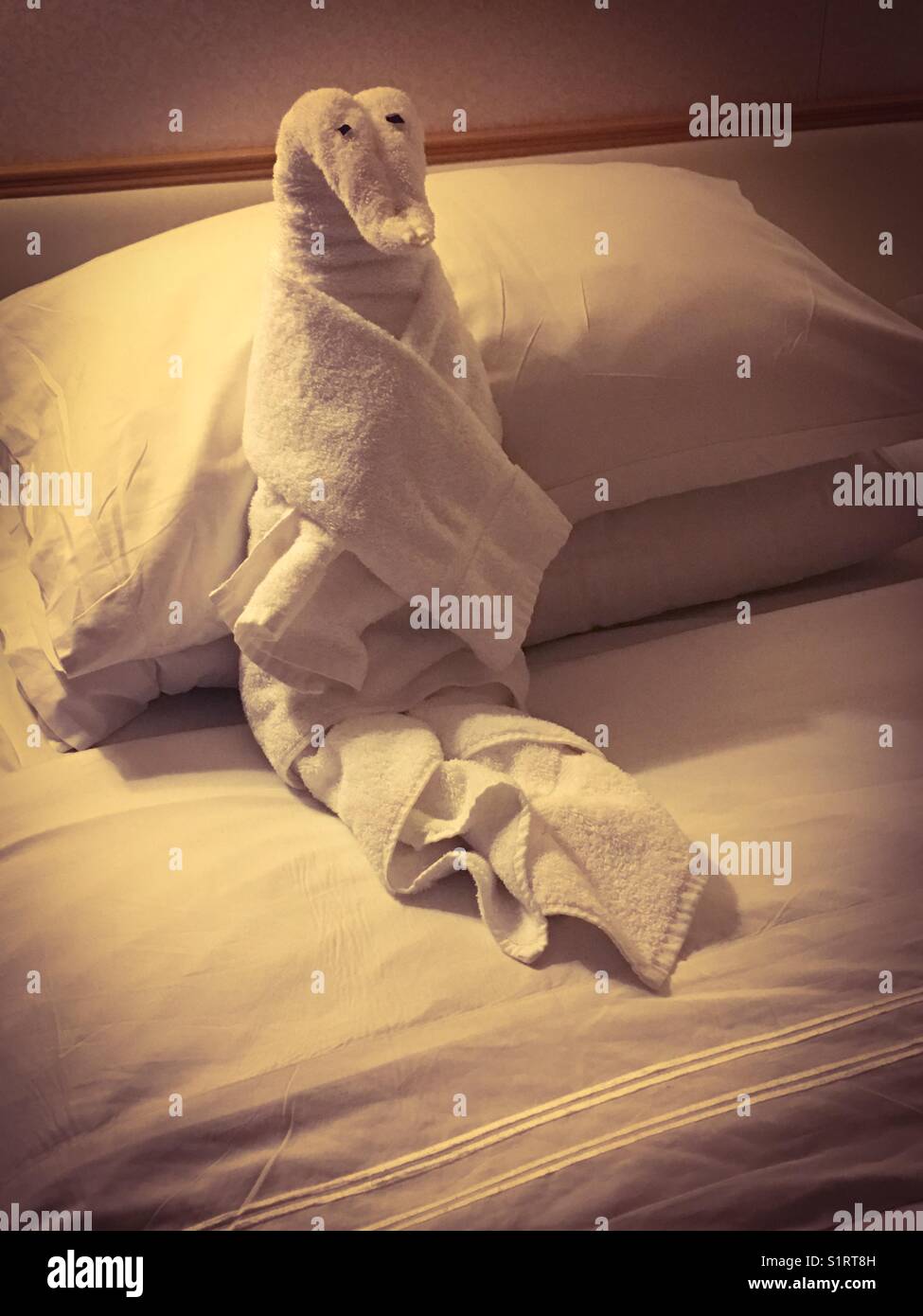 Animales de toalla fotografías e imágenes de alta resolución - Alamy