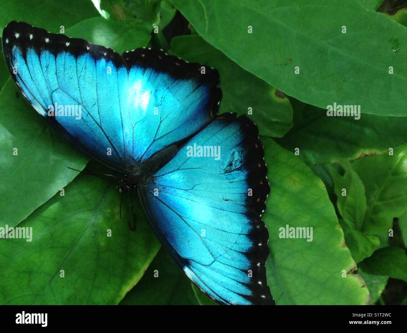 Vibrante (mariposa azul negro con las puntas de las alas descansando sobre hojas verdes) Foto de stock
