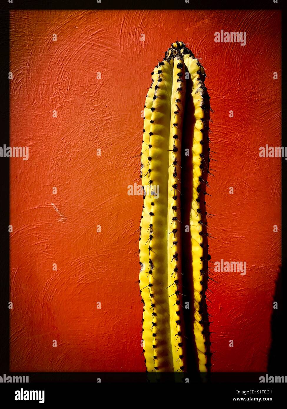 Uno alto, estrecho, puntiagudo cactus está contra una pared roja. Foto de stock