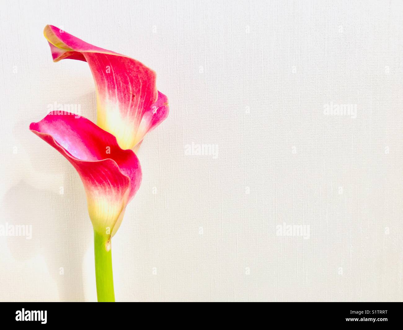 Flores Tubulares Blancas Fotos e Imágenes de stock - Alamy