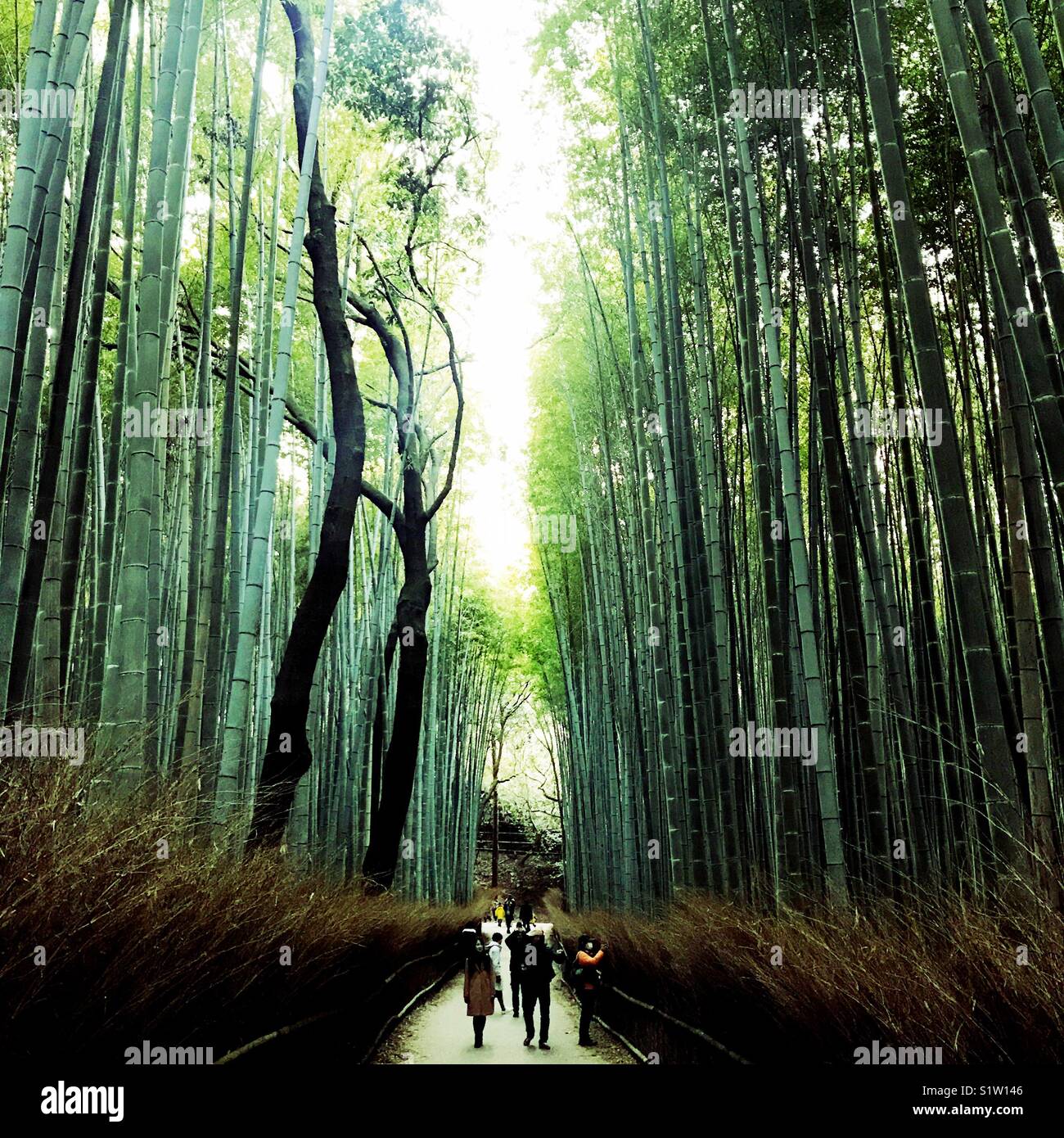 Caminando a través del bosque de bambú de Arashiyama, Kyoto Foto de stock