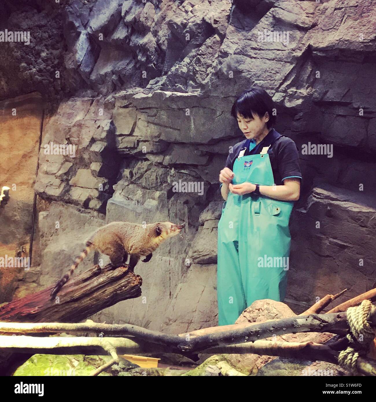 Un guardián del zoológico en el acuario de Osaka alimentando un mapache Foto de stock