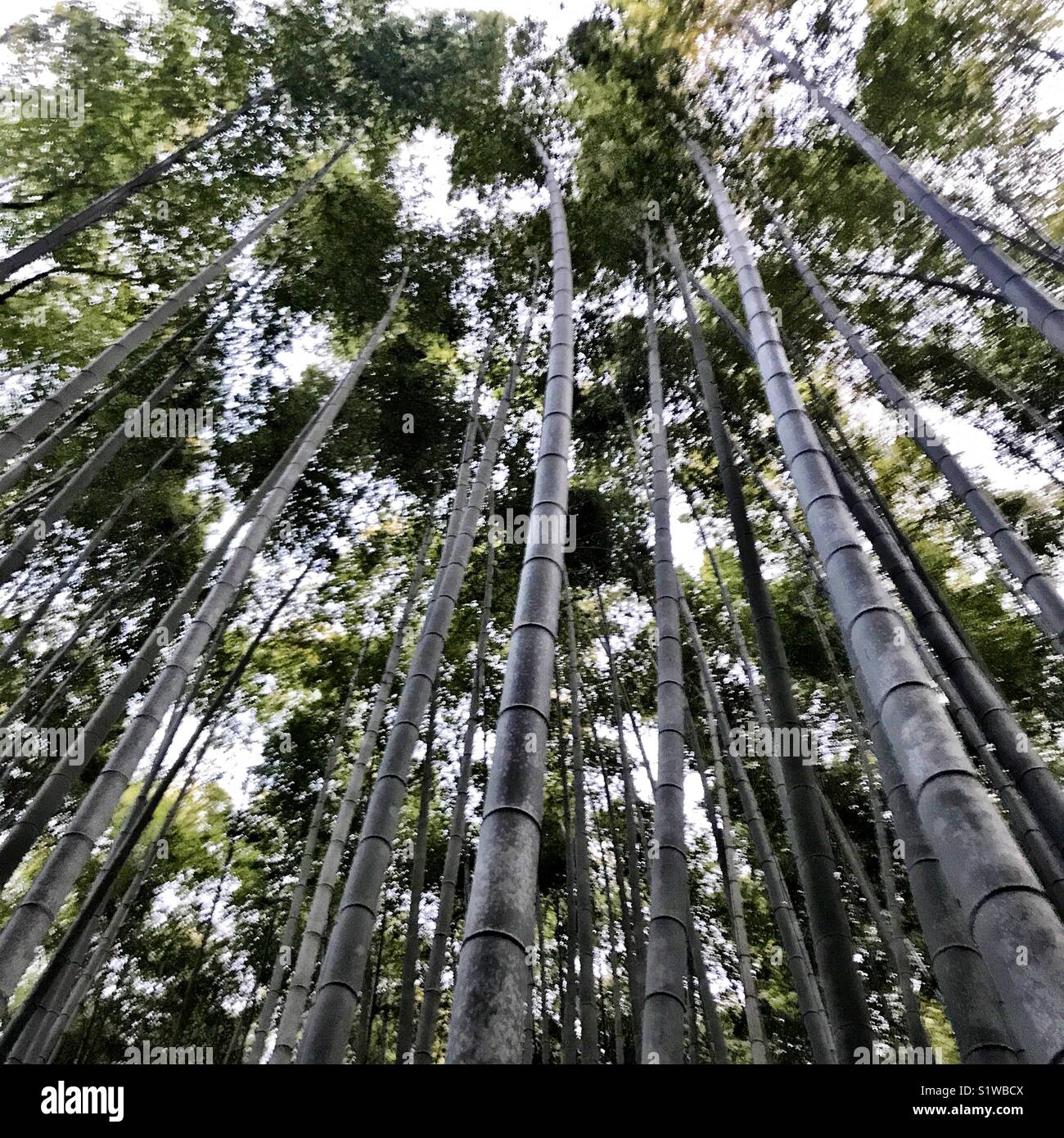 Los árboles de bambú, pasando sobre la tierra en el bosque de bambú de Arashiyama Foto de stock