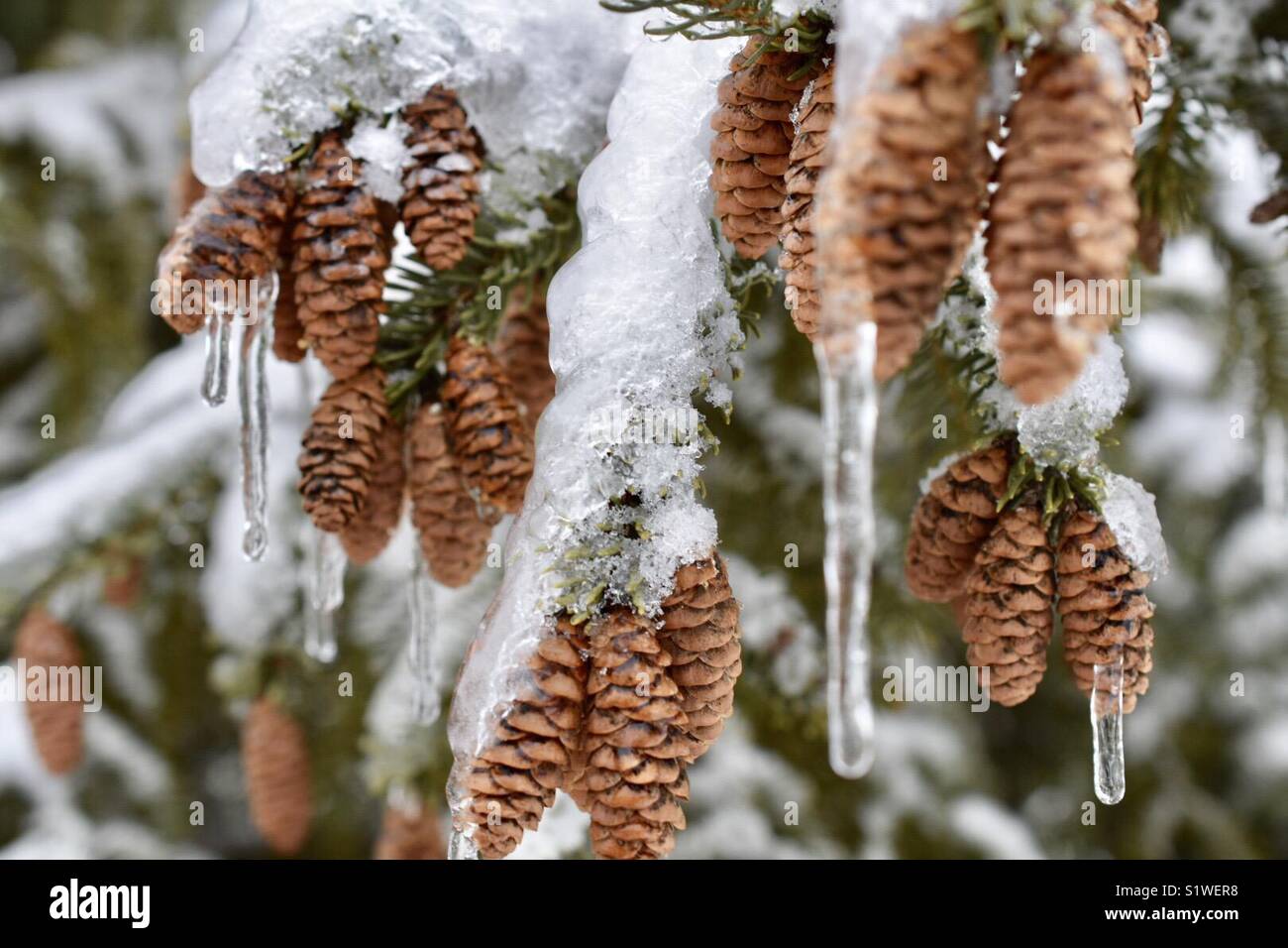 Los conos de pino congelados después de que la madre naturaleza ha lanzado su furia en Nueva Inglaterra Foto de stock