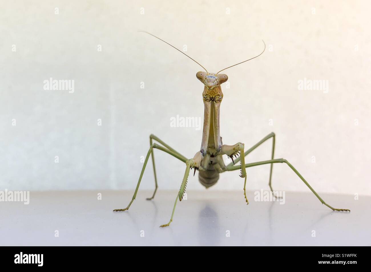 Mantis gigante Foto de stock