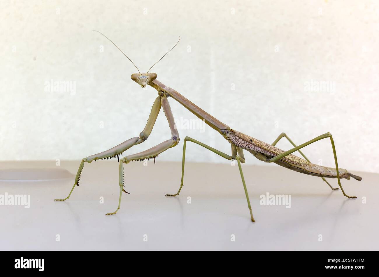 Retrato de un gran Mantis. Foto de stock