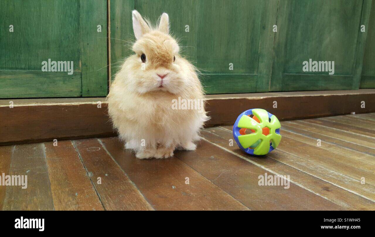 espectro Un fiel cosa Lindo naranja jersey wooly conejo enano con pet toy Fotografía de stock -  Alamy