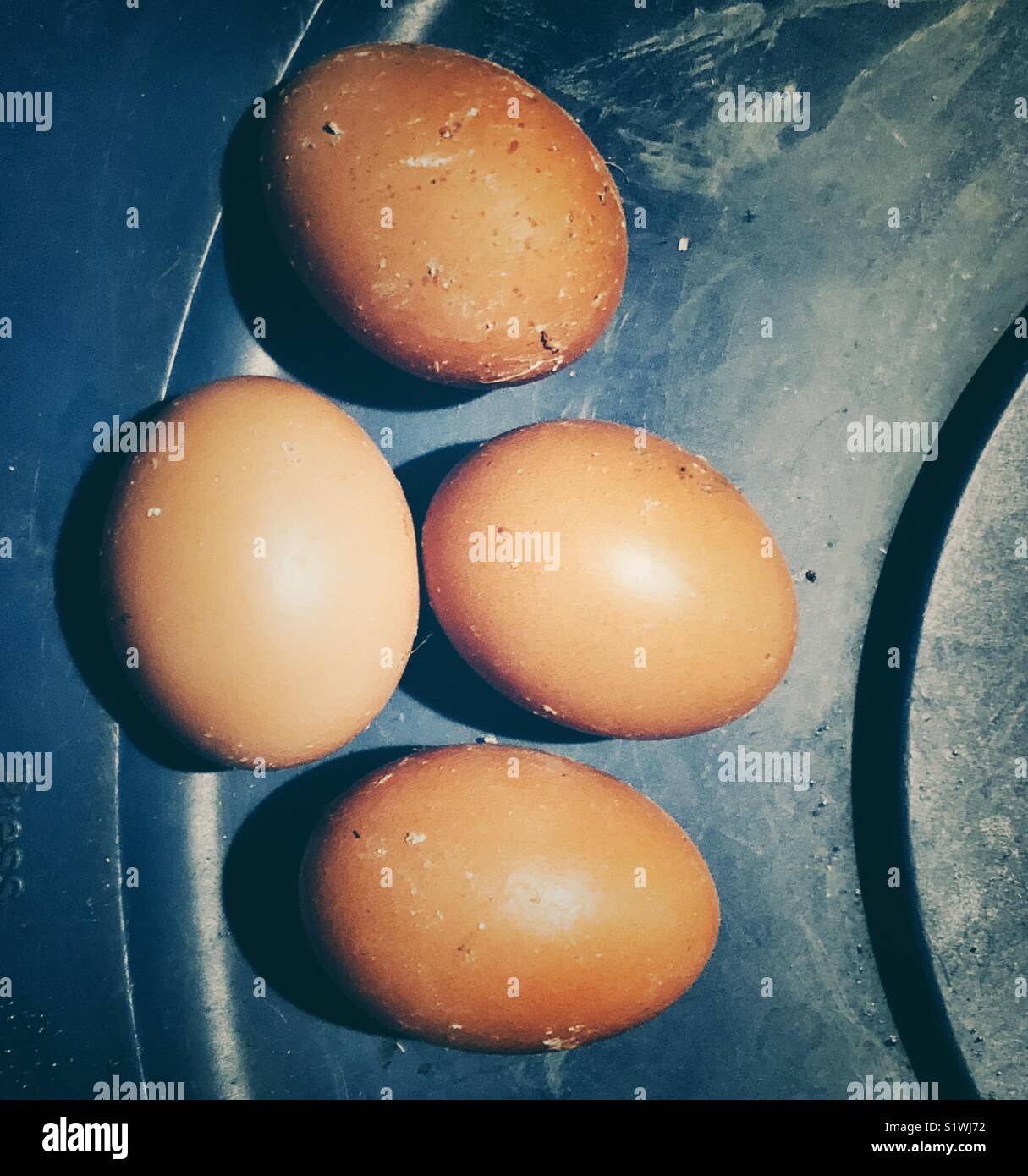 Los huevos de gallina frescos cosechados marrón sobre la superficie de plástico azul Foto de stock