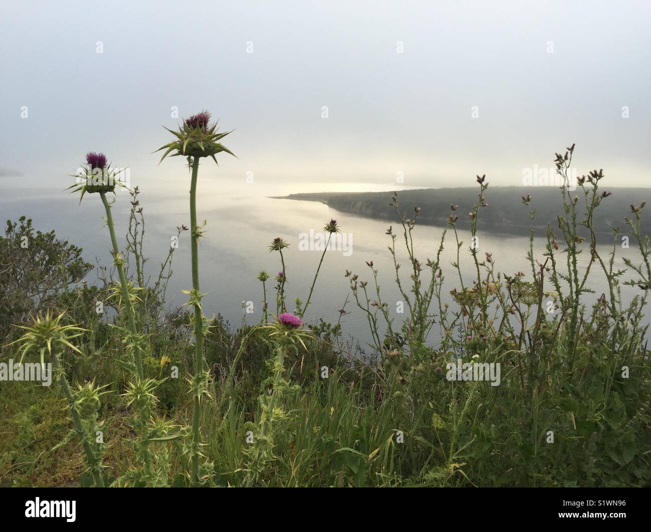 Flores silvestres en Point Reyes National Seashore, California, USA. Foto de stock