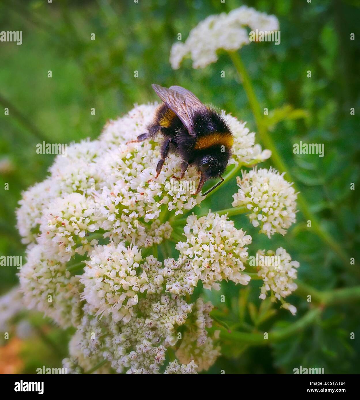 Bumblebee alimentándose de Flor Salvaje Foto de stock