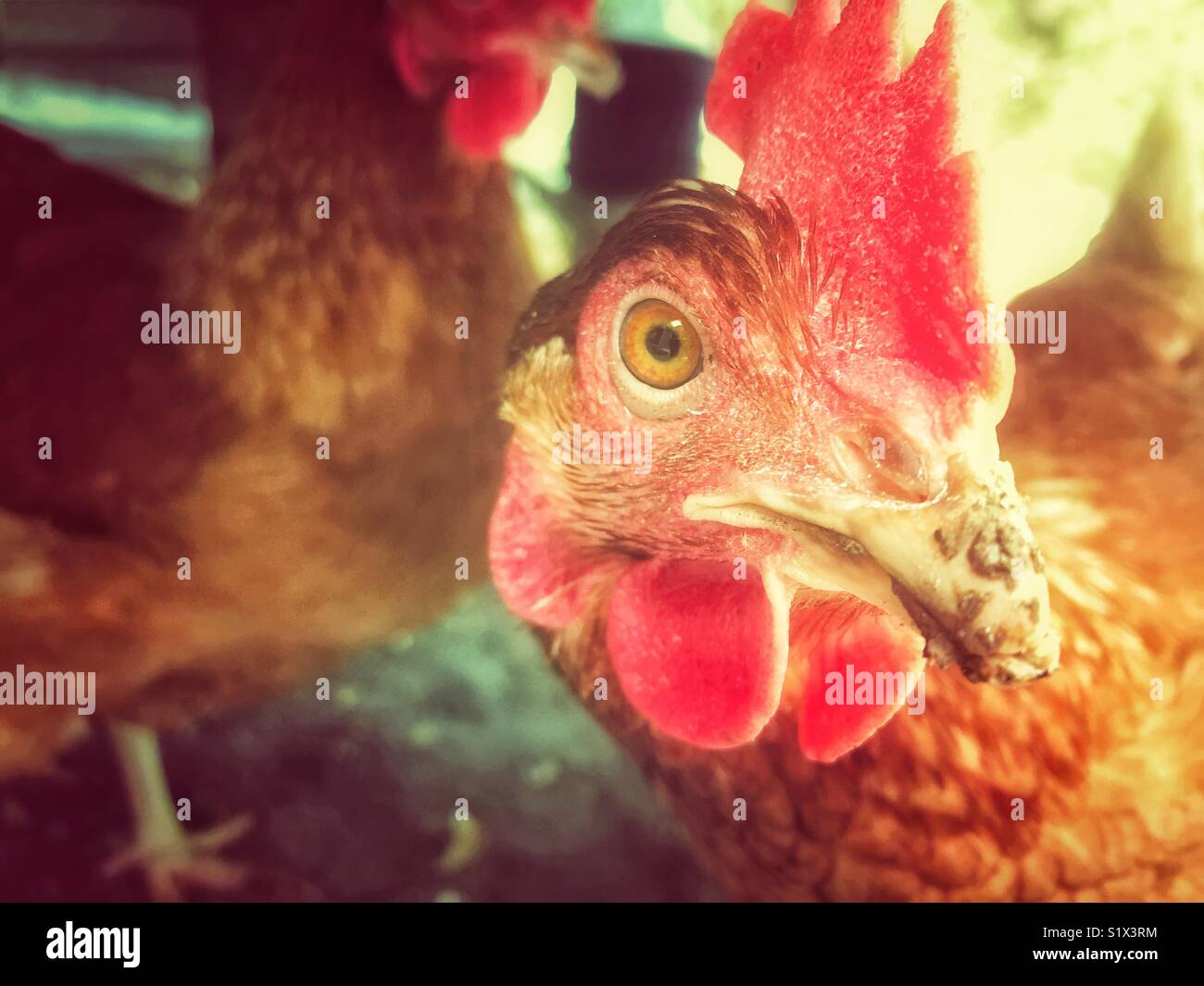 Rhode Island Red Chicken closeup con pollos y luz cálida en segundo plano. Foto de stock