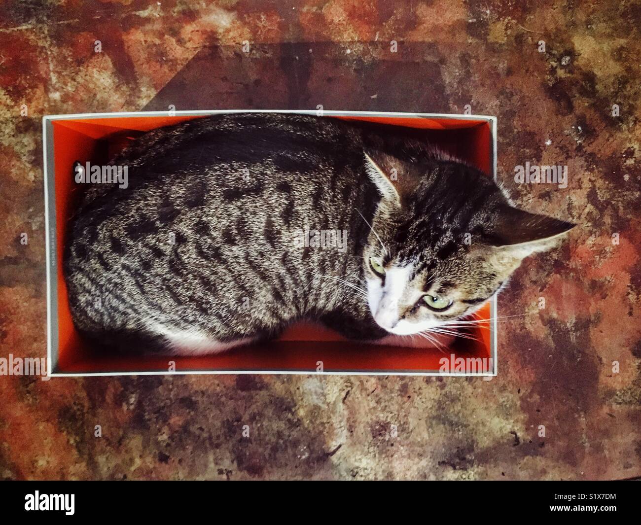 Gato en una caja de zapatos Fotografía de stock - Alamy