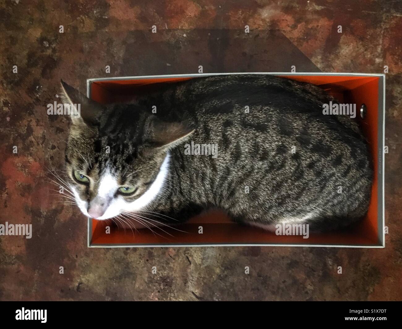 Gato en una caja de zapatos Fotografía de stock - Alamy