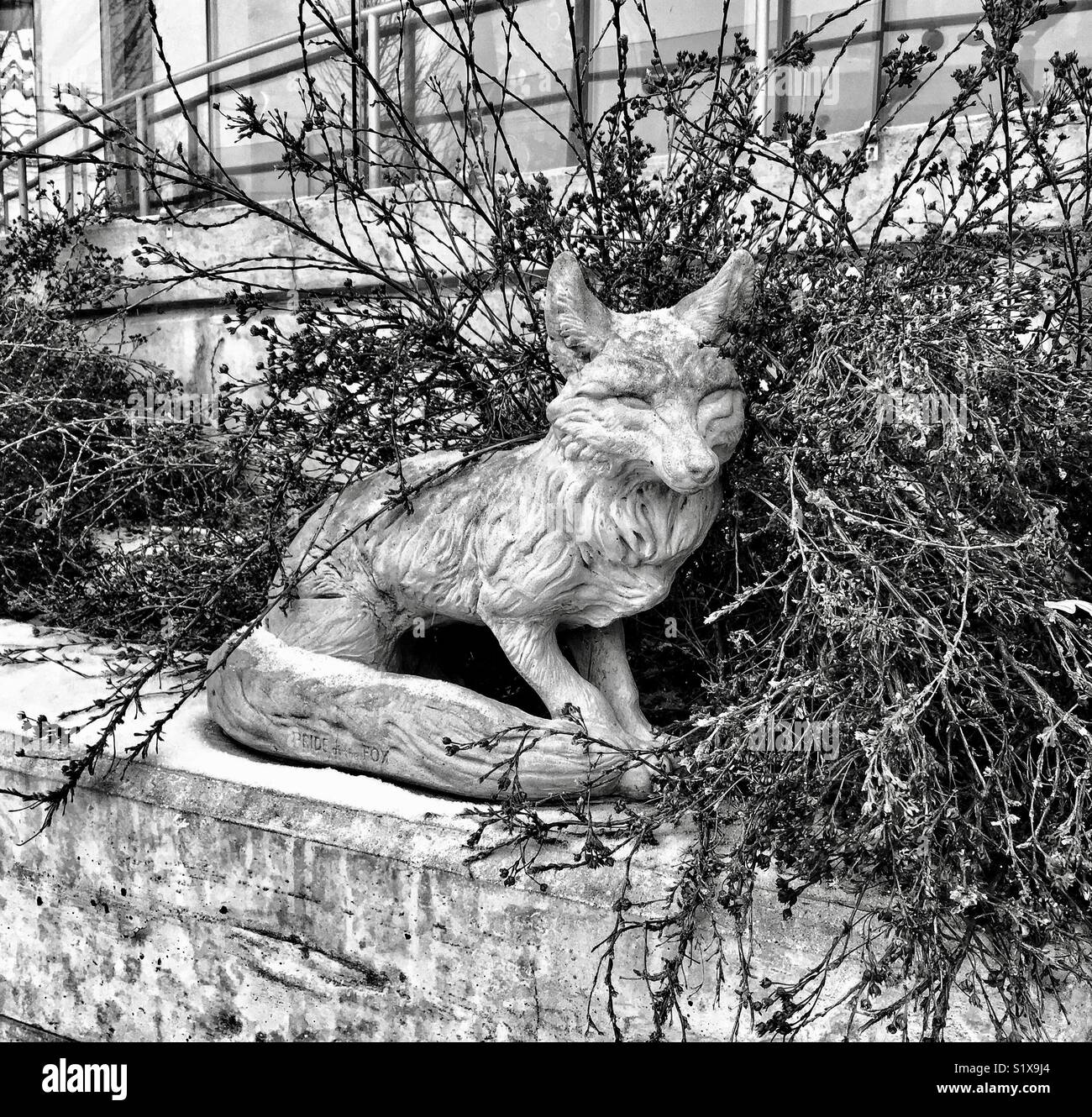 Estatua de Fox fuera Waukesha, Biblioteca Pública, Waukesha, Wisconsin. Foto de stock