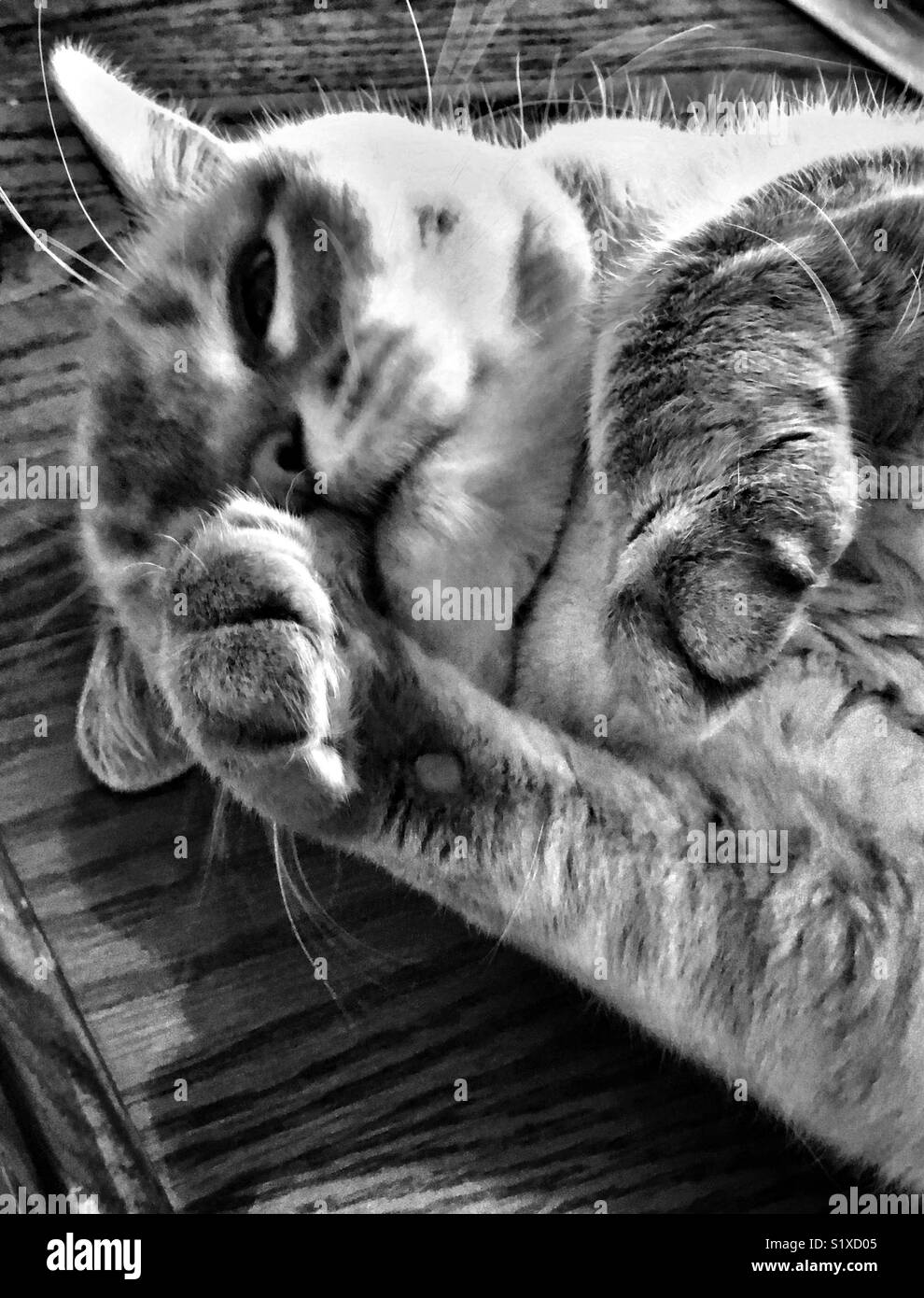 Gato siamés lavándose la cara con patas Foto de stock