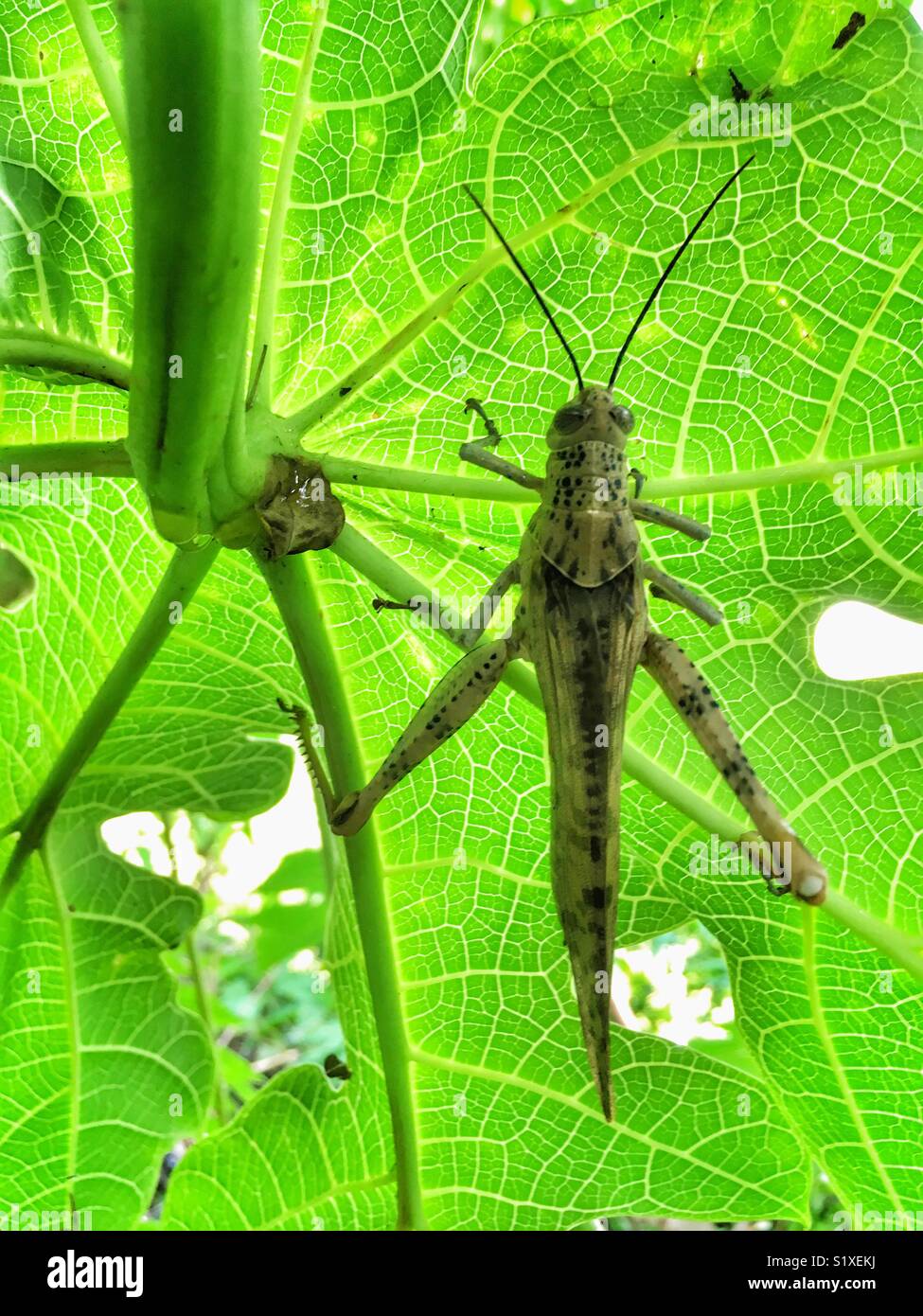 debajo de las hojas de un árbol de papaya, en Darwin, el