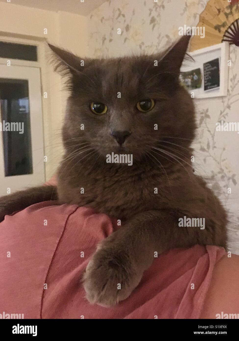Majestuoso gato gris Foto de stock