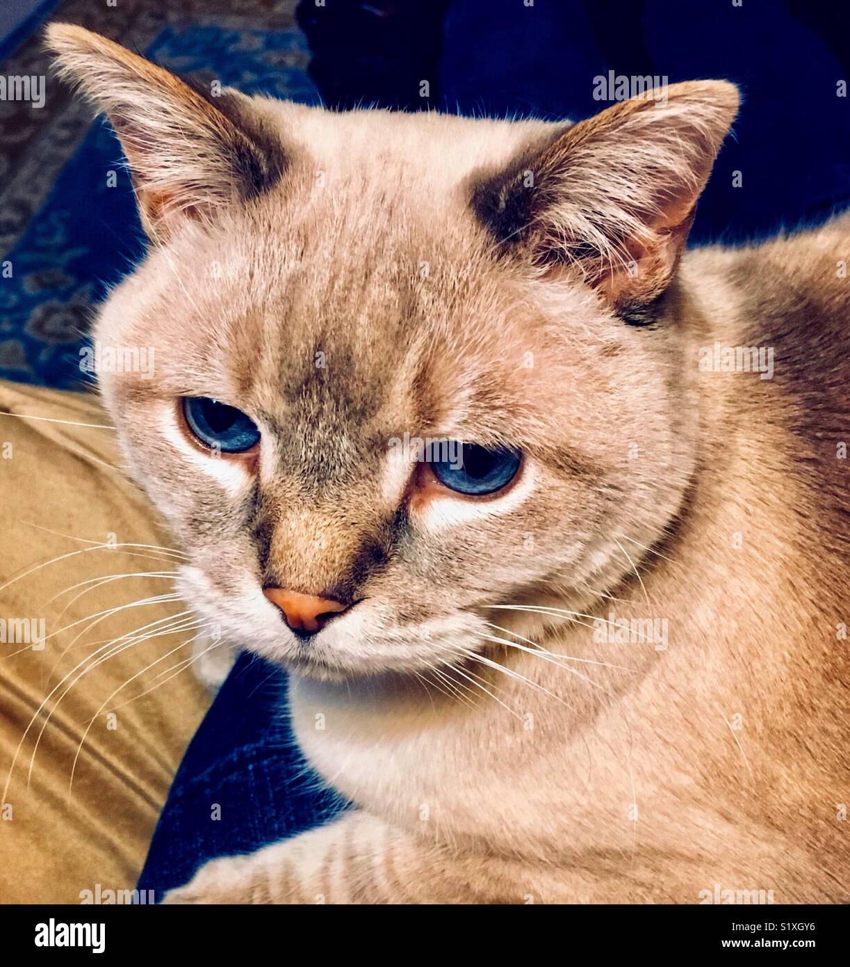 Blue-eyed lynx point gato siamés en una vuelta Fotografía de stock - Alamy