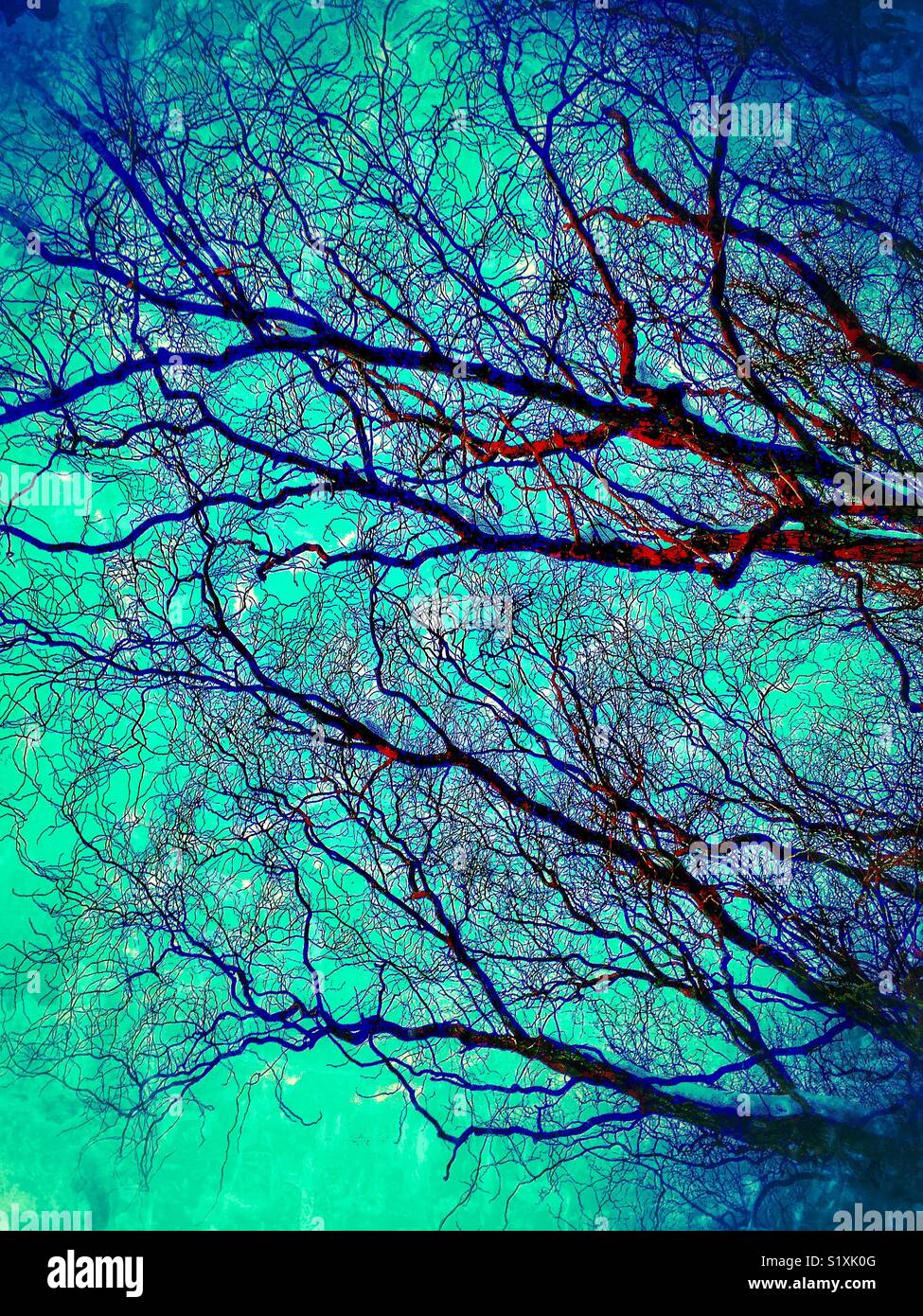 Las ramas de un árbol desnudo contra el cielo Foto de stock