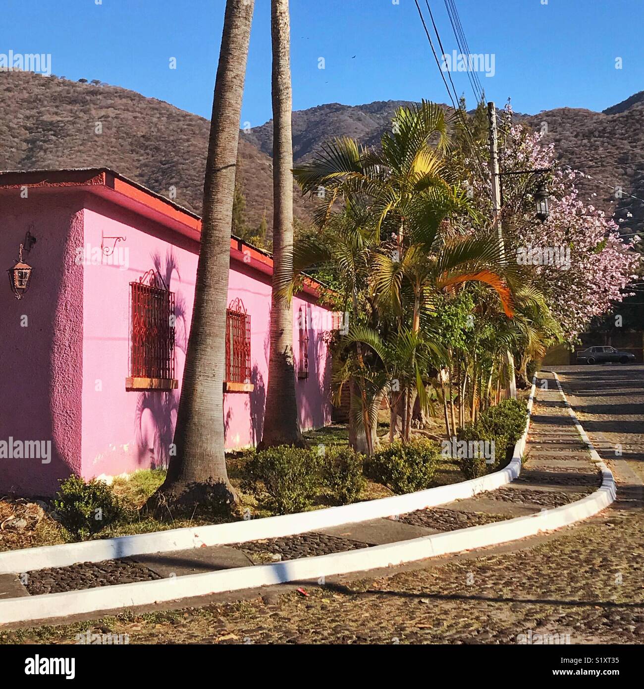 La mañana se llena de color rosa de la pintura del exterior de una casa en el árbol en flor en la calle en un barrio de Ajijic. Foto de stock