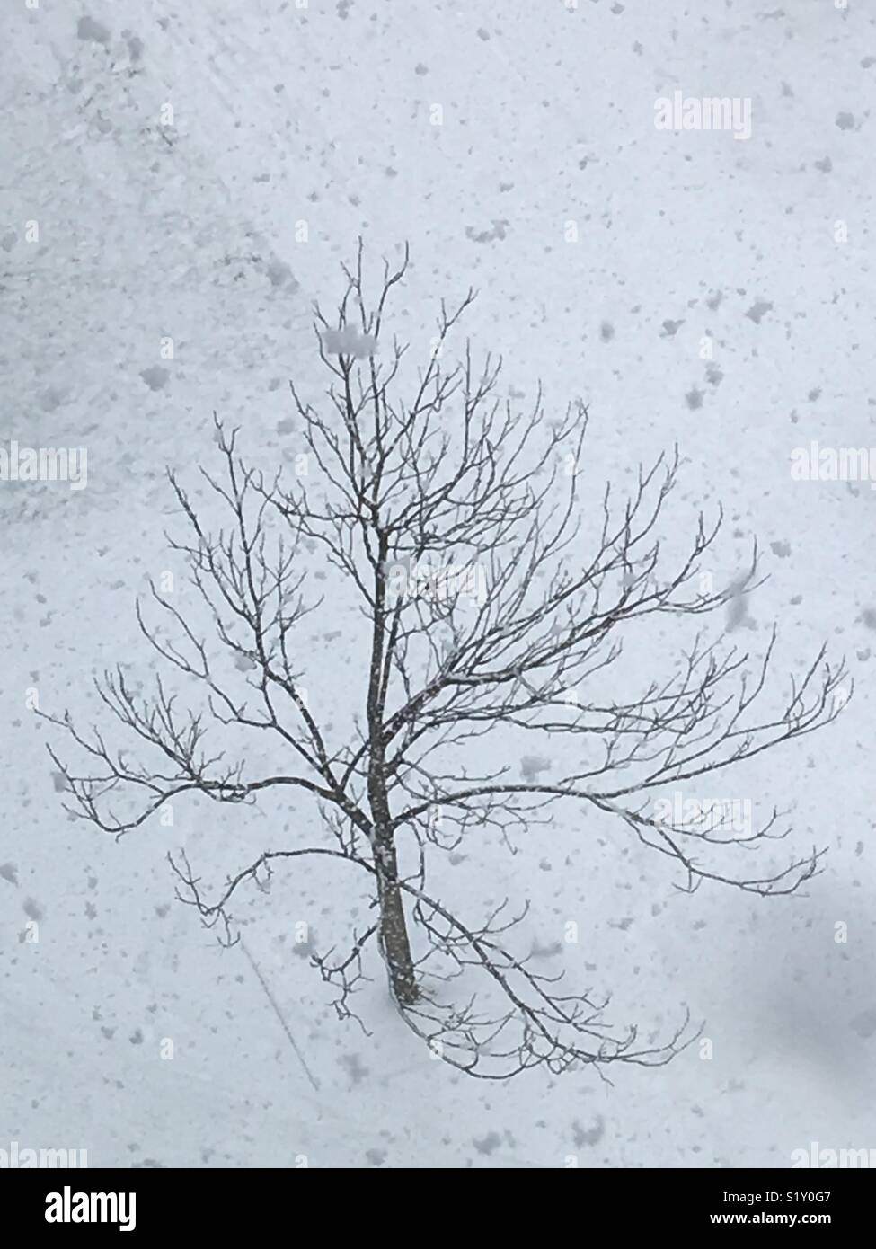Pequeño árbol solitario en un paisaje nevado, Londres el 28 de febrero Foto de stock
