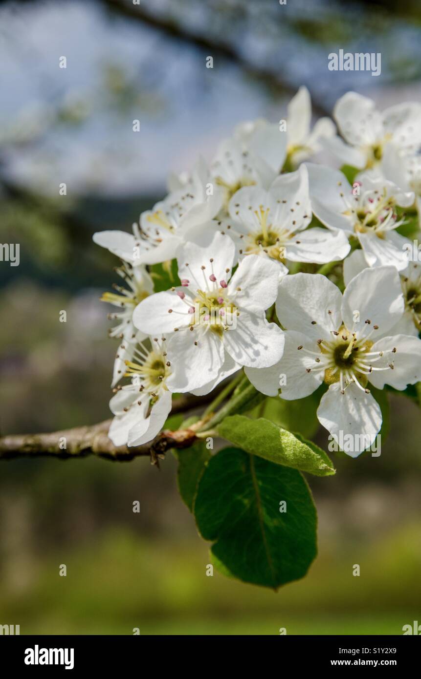 Frühling Foto de stock