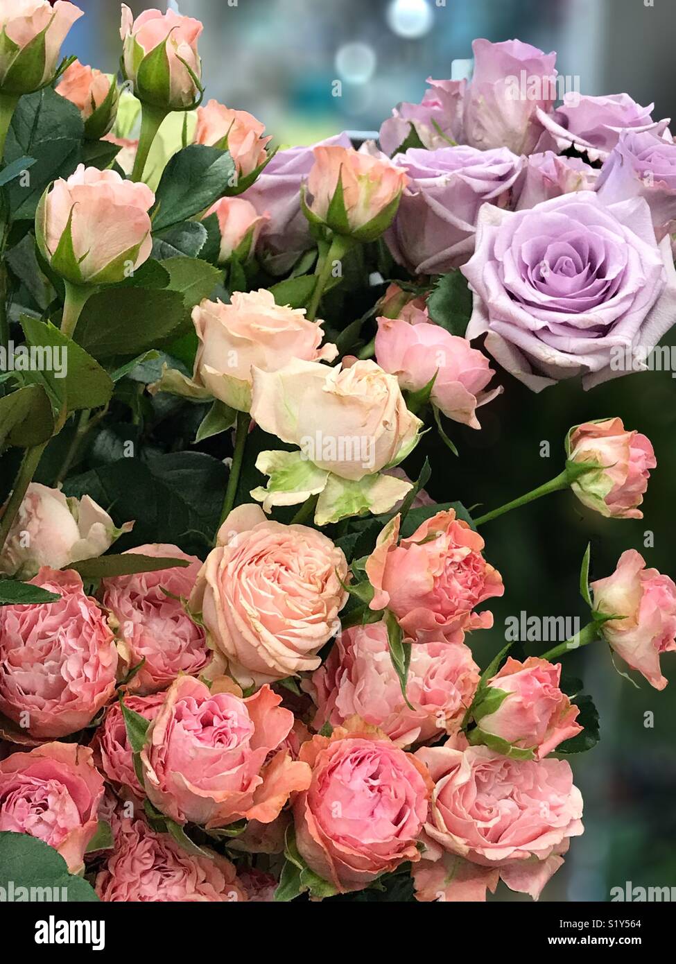 Rosas en diferentes colores fotografías e imágenes de alta resolución -  Alamy