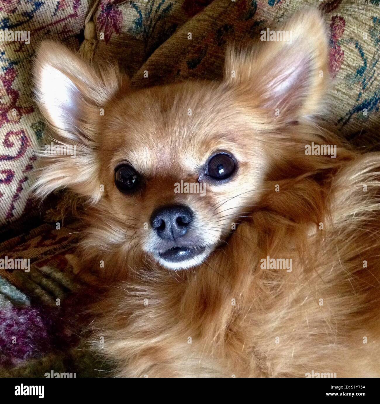 Pomeranian chihuahua fotografías e imágenes de alta resolución - Alamy