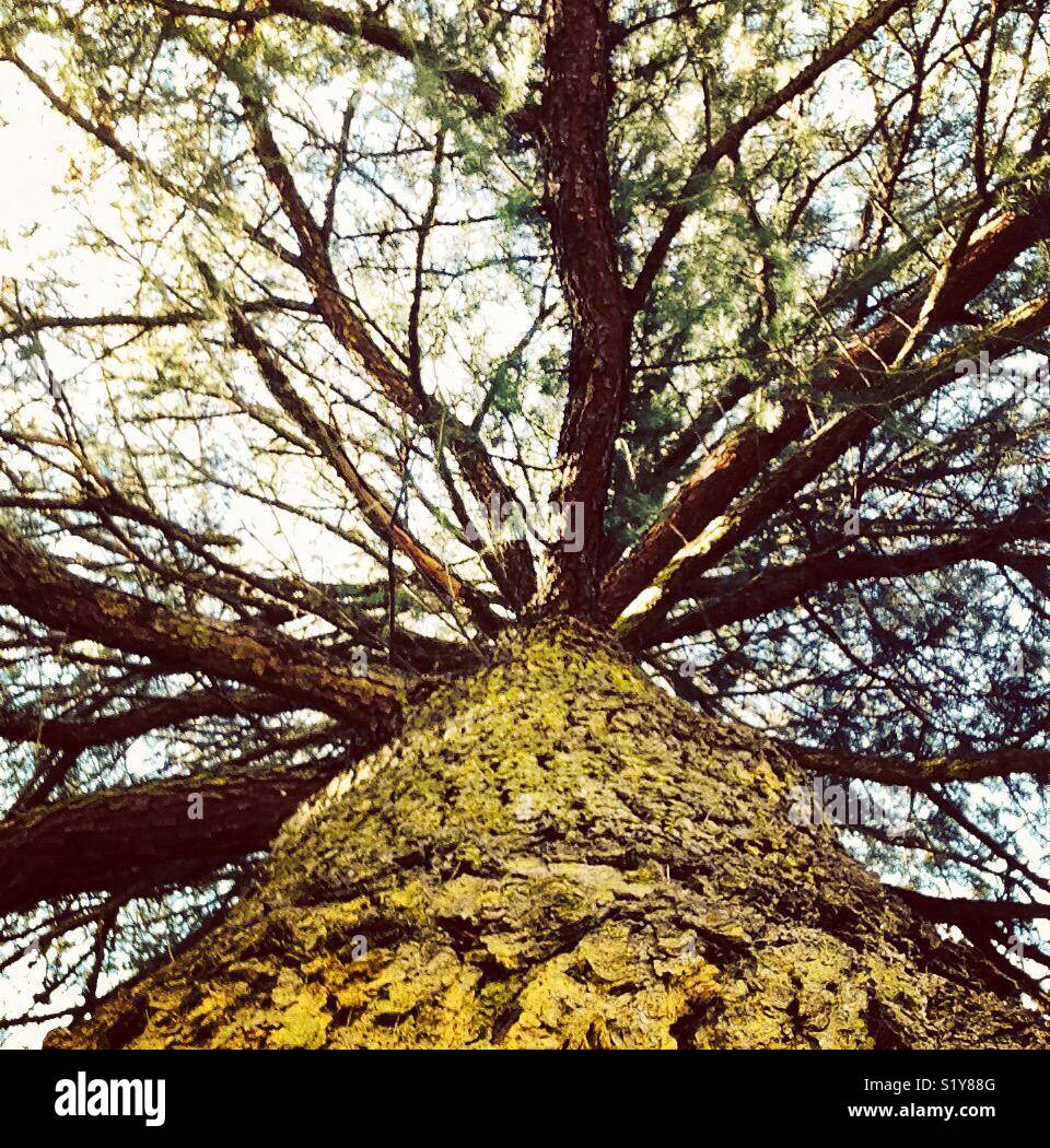 Forestación de árboles fotografías e imágenes de alta resolución - Alamy