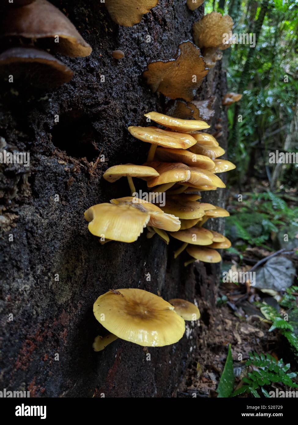 Setas Foto de stock