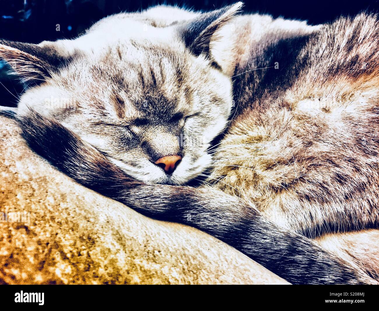 Lynx point gato siamés durmiendo en su cola Foto de stock