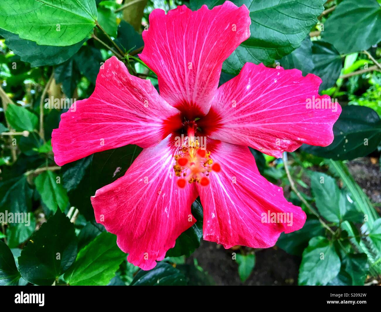 Retrato de vivid pink hibiscus flor Foto de stock
