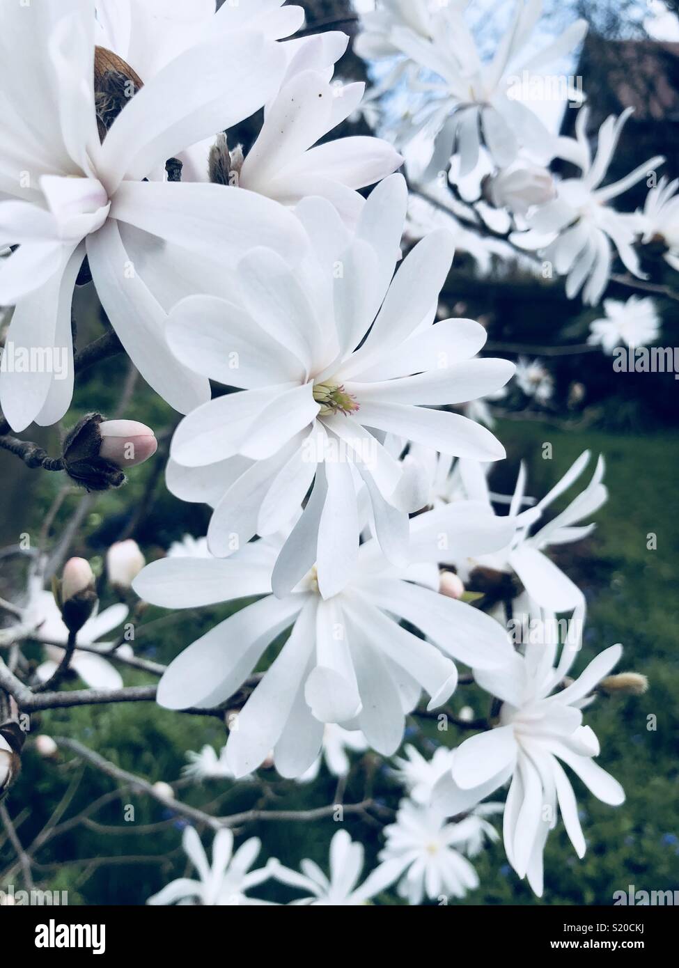 identificación de árboles de flores blancas