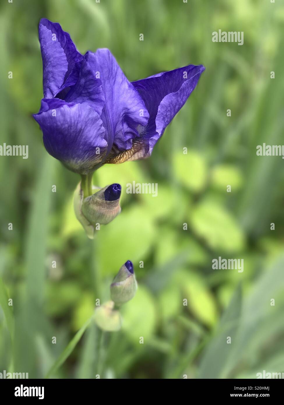 Iris violeta Floración con capullos Foto de stock